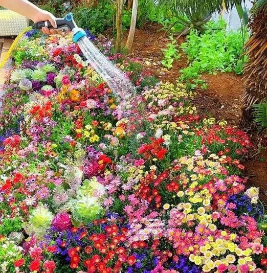 50 Varieties Flower Seeds Collection | Grow Your Own Garden